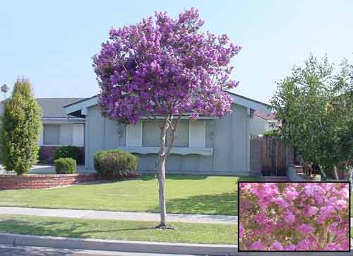 Crape Myrtle